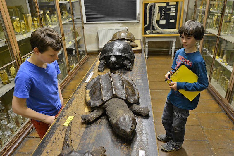 Die „Jungen Experten“ lernen, Kinder selbst durch die Zoologischen Sammlungen zu führen.