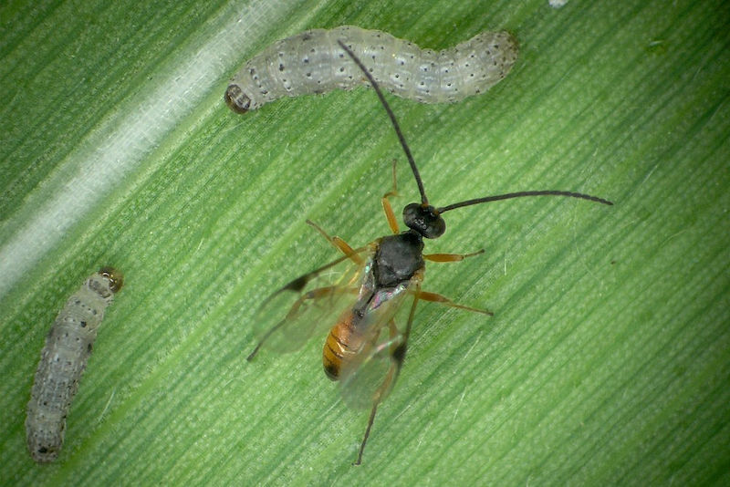 Corn leaves emit volatile terpenes when injured by caterpillars. These, in turn, attract parasitoid wasps which are the natural enemy of caterpillars. !