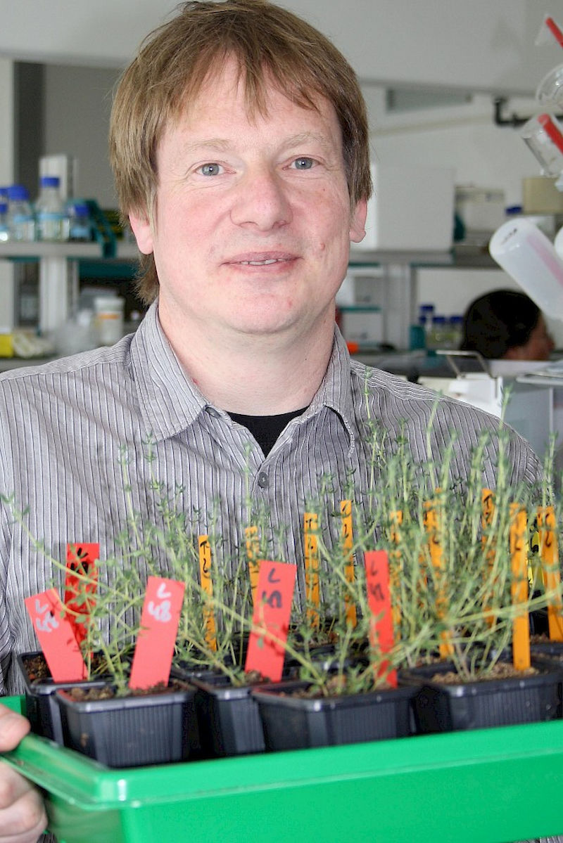 Professor Jörg Degenhardt präsentiert Thymianpflanzen, die zwar optisch nicht zu unterscheiden sind, aber unterschiedliche Düfte ausströmen, da sie verschiedene Terpenprofile aufweisen.