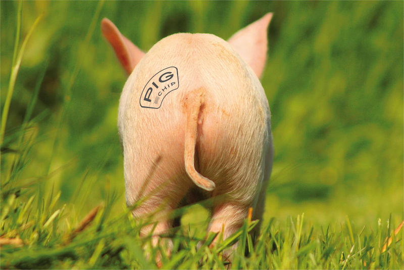 Mit dem „PIGchip“ kann auf Schlachthöfen die Qualität von Eberfleisch auf Eberfleisch überprüft werden, ohne dass die Schweine dafür kastriert werden müssen. 
