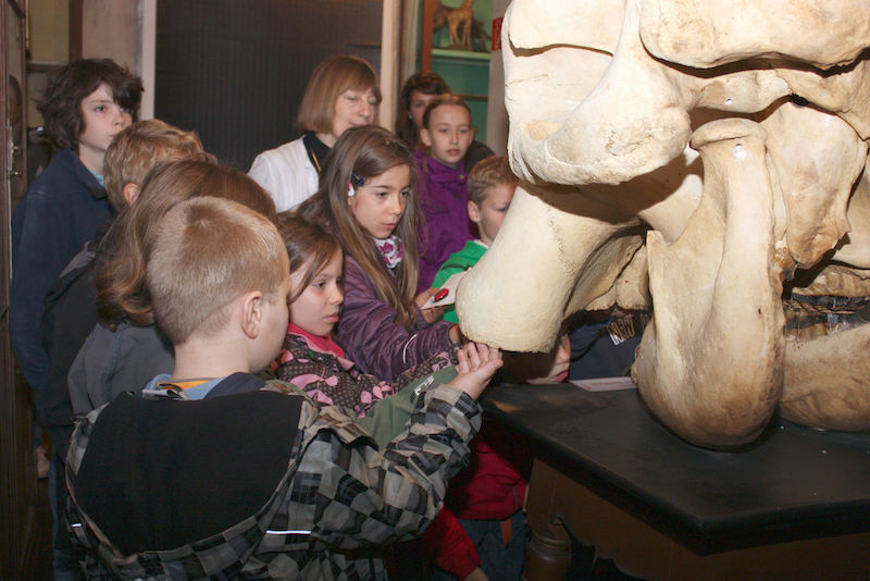 "Ist der riesig!" - Die Kinder bestaunen einen Elefantenschädel.
