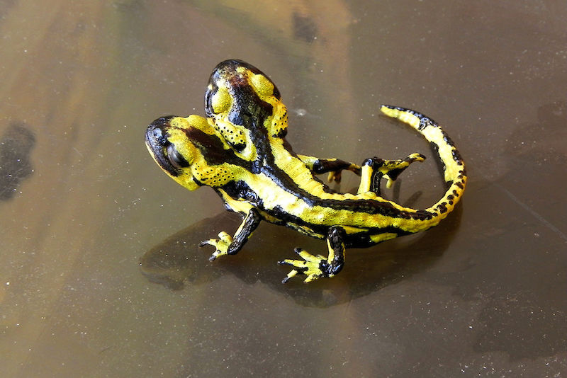 Der 2Kopf-Salamander