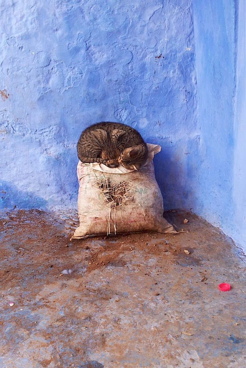 Mit ihrem Bild einer Katze in Chefchaouen, Marokko, gewann Nadja Remus den 2. Platz beim Erasmus-Fotowettbewerb des Internationalen Büros.