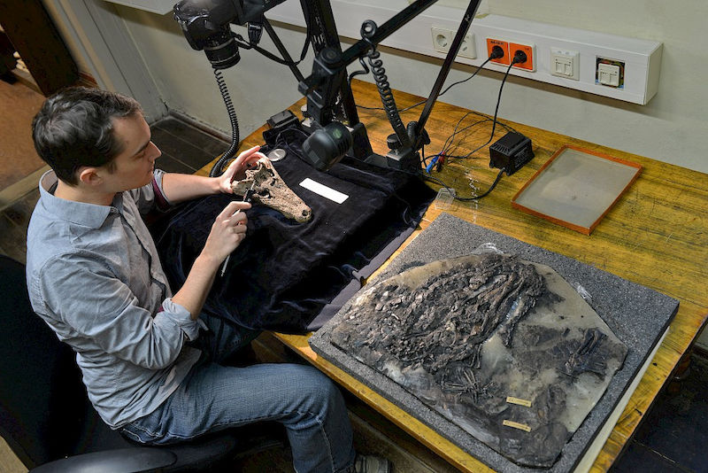 „Eine so gut erhaltene, vollständige Sammlung aus dem Eozän ist einmalig“, sagt Hastings über die Geiseltal-Sammlung.