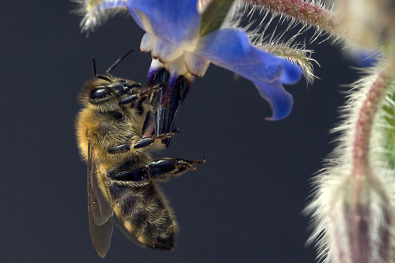 Honigbienen leben in hoch sozialen Völkern zusammen.