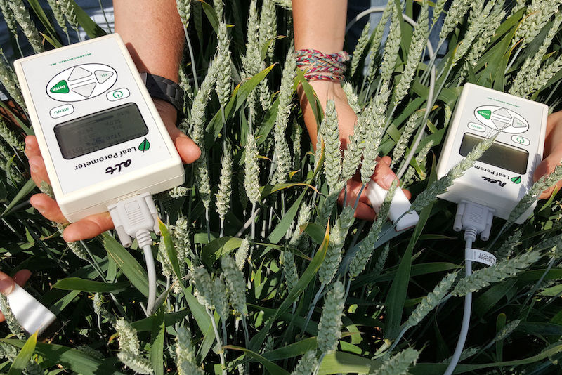 Messung der Leitfähigkeit bei Weizen: Je höher die Leitfähigkeit, desto besser funktioniert die Photosynthese.