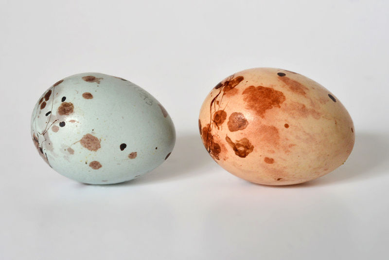 Die zwei verschiedenfarbigen Eier der Rahmbrust-Prinie, Prinia mystacea, stammen aus demselben Gelege in Südost-Afrika. Verschiedene Kuckucksvögel haben es auf die Nester dieser Vogelart abgesehen. Durch die sehr individuellen Eifärbungen kann die Rahmbrust-Prinie jedoch feststellen, wann ihr ein fremdes Ei untergeschoben wurde. Die unterschiedliche Farbigkeit erschwert es den Kuckucksvögeln zugleich, ihre Eifärbung dem Gelege der Prinie anzupassen.