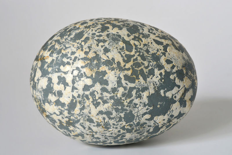 Auch der Guirakuckuck, Guira guira, legt seine Eier in ein Gemeinschaftsnest. Die Eier sind zunächst vollständig von weißem Kalk überzogen, nach einiger Zeit des Brütens bleiben nur noch einige Kalkflecken übrig. Vor der Eiablage kann es vorkommen, dass ein Weibchen die fremden Eier aus dem Nest stößt. Die sehr dickschaligen Eier können solch einen Sturz mitunter unbeschadet überstehen. Das abgebildete Ei wurde 1927 in Bolivien eingesammelt.