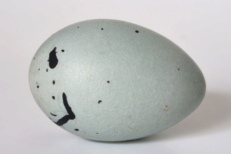 Das blassblaue Ei des mittelamerikanischen Trauerstärlings, Dives sumichrasti, stammt von der Halbinsel Yucatan im Golf von Mexiko. Die sehr individuelle Färbung könnte Ornithologen zufolge auch der Kuckucksabwehr dienen.