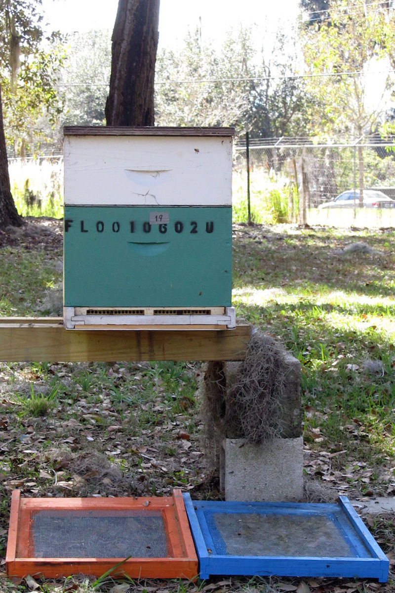 Fast alle Honigbienen-Völker leben in Bienenstöcken, die vom Menschen gebaut und gepflegt werden. 