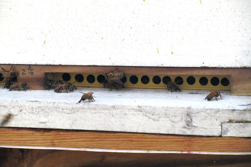 Der "Polyvar"-Streifen wird einfach vor den Eingang eines Bienenstocks geklebt. Die Bienen kriechen durch die Löcher und so gelangt der Wirkstoff auf ihren Körper. 