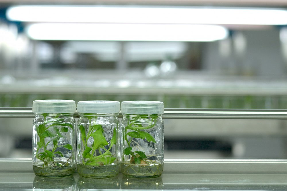 Epigenetische Prozesse in Pflanzen werden in einem neuen Doktorandennetzwerk untersucht.