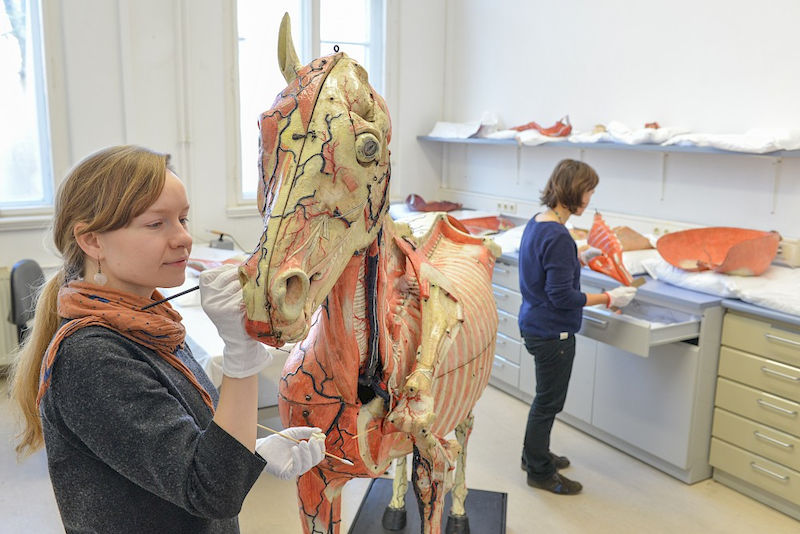 Die Restauratorinnen Katarzyna Cholewinska (li.) und Sophie Philipp (re.) am Pferdemodell des Anatomen Auzoux