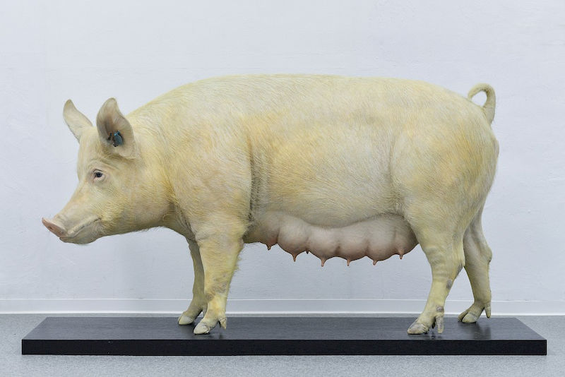Moderne Schweinerassen haben viel Muskelfleisch, nach dem Zweiten Weltkrieg waren sie viel fettreicher.