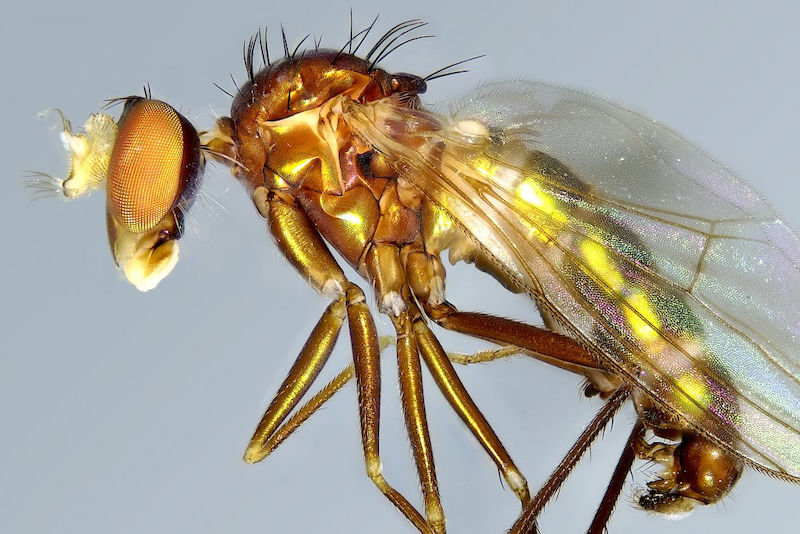 Die neu beschriebene Fliege E. piscariviverus