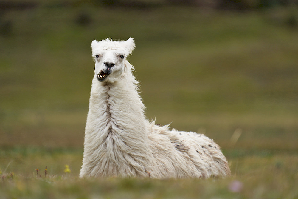 Lamas sind in den ecuadorianischen Anden heimisch.