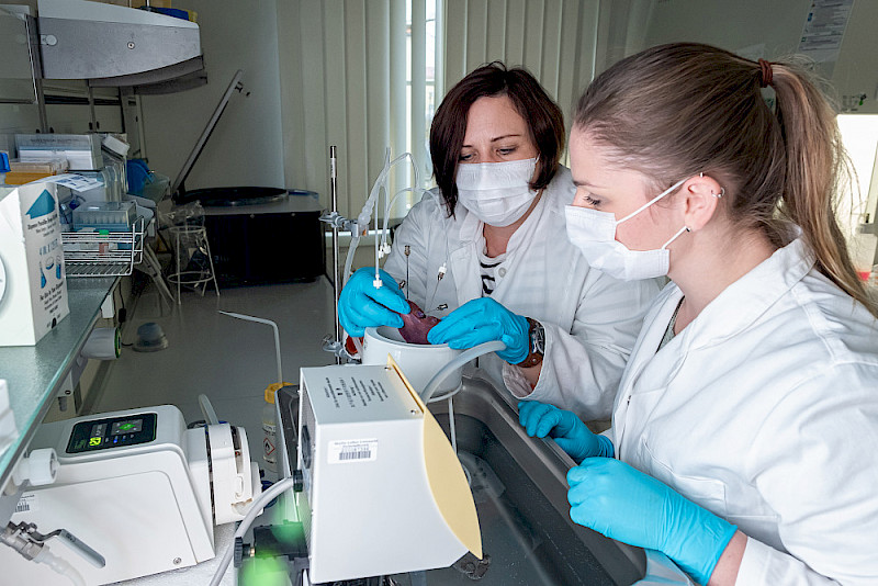 Marion Schmicke (left) and Sandra Andres conducting research into bovine liver cells