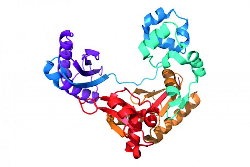 Das Weltmeister-Enzym D-DP04-3C