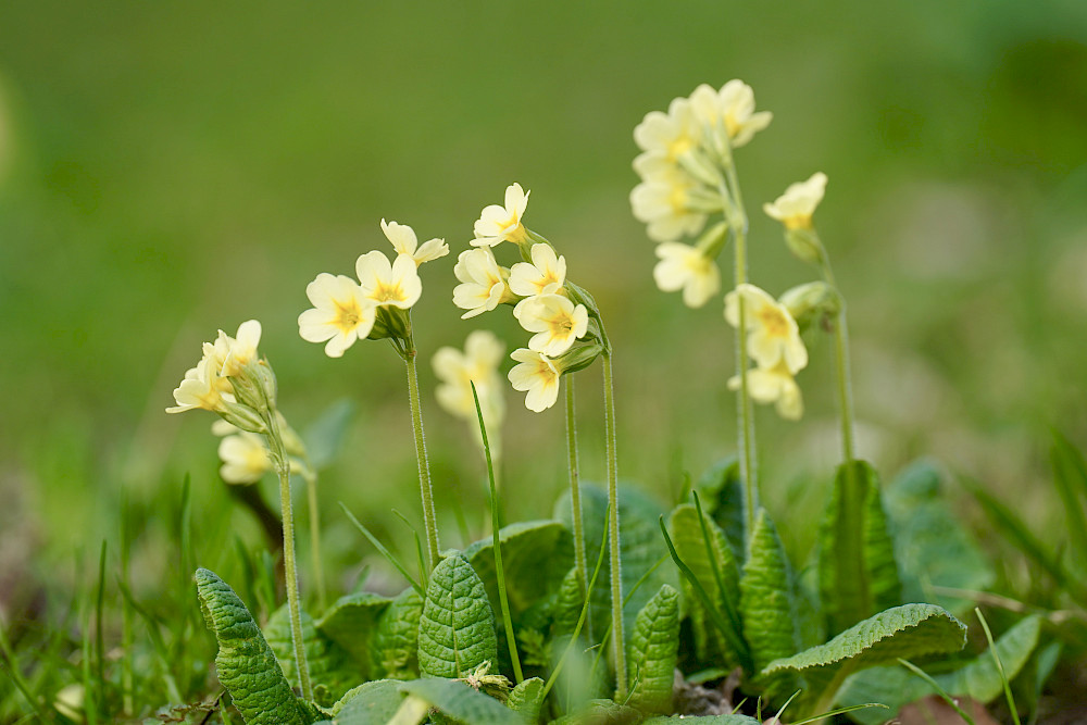 A Europe-wide citizen science project deals with cowslip - Sabrina Träger coordinates the German-speaking part of it.
