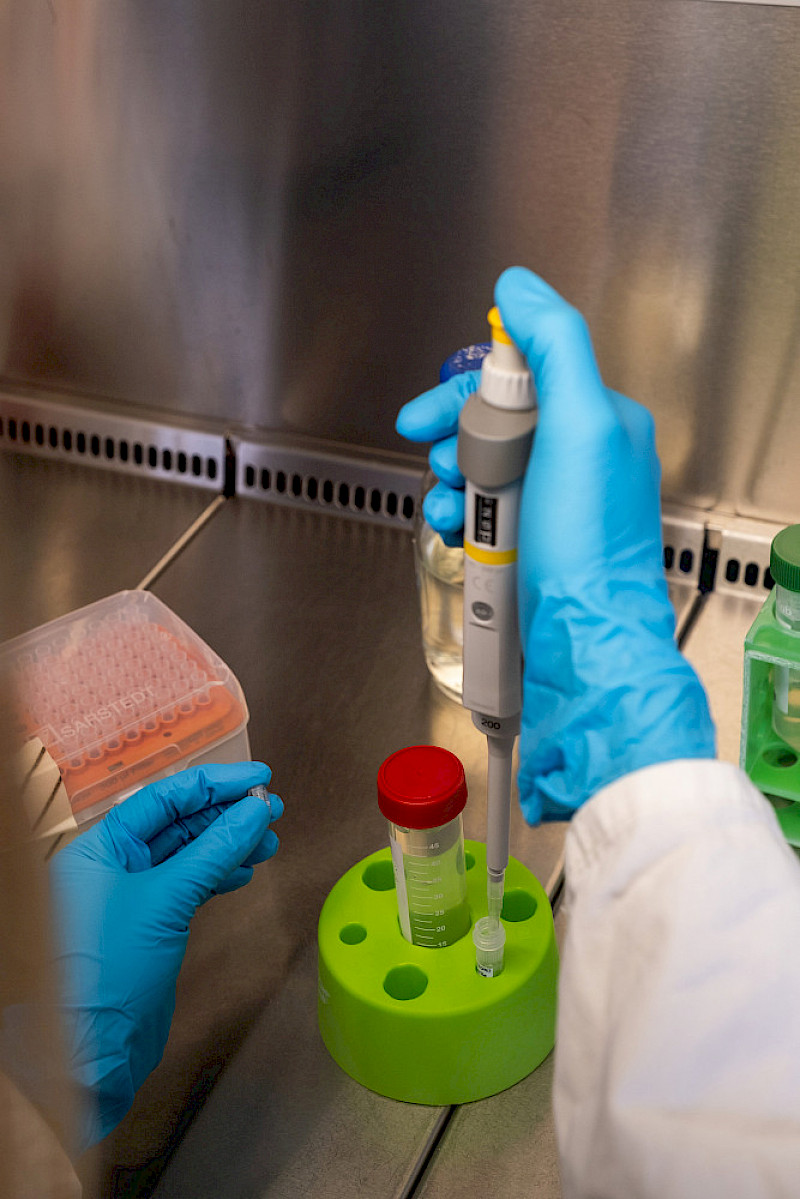 Im Labor werden Wachstumsmedium für Bakterien pipettiert.