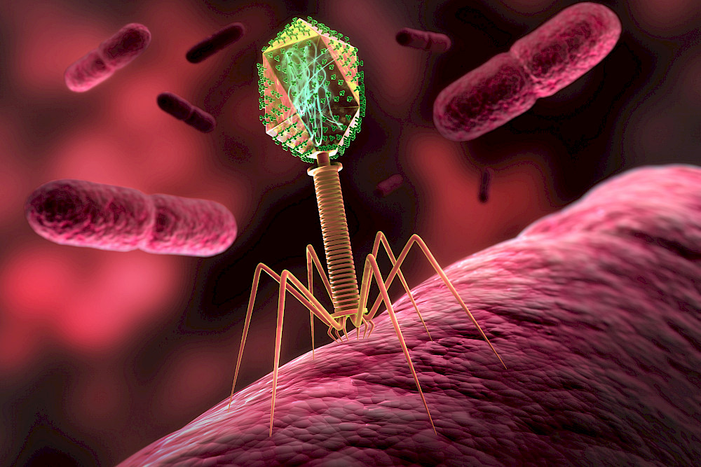 Ein Bakteriophage auf einem Bakterium. Die Viren können einzelne Bakterienstämme befallen und töten
