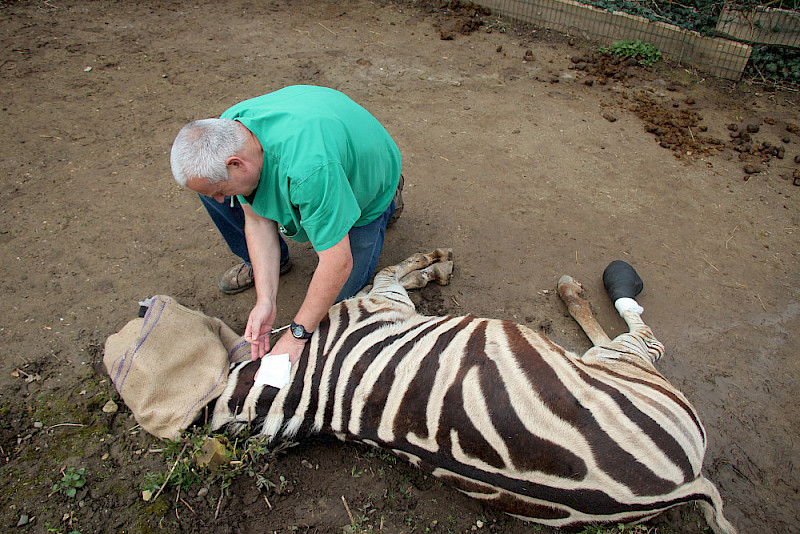 Nach einer Hufbehandlung erhält ein Chapman-Zebra intravenös ein Gegenmittel, um die Narkose aufzuheben. Ein Verband schützt den behandelten Huf.